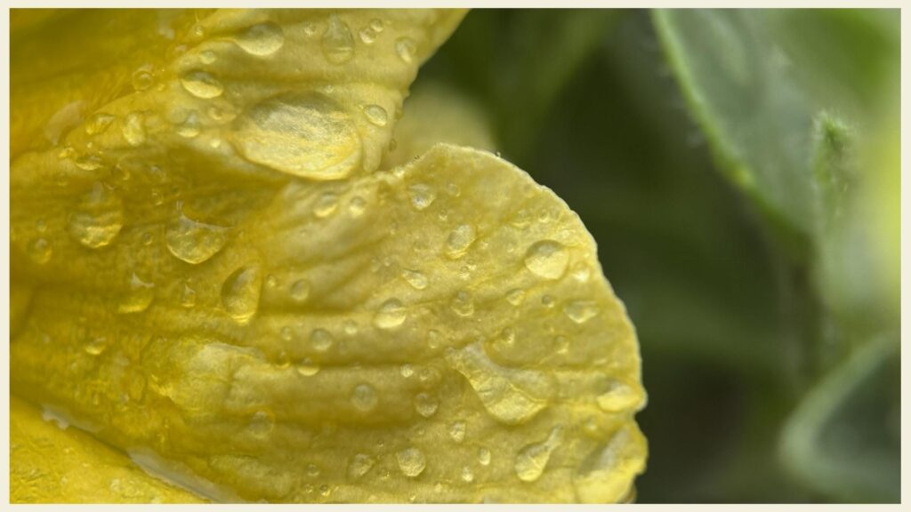 Gelbe Blume mit Wasserstropfen