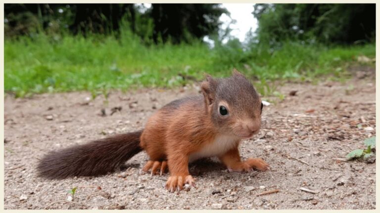 Squirrly das Eichhörnchen